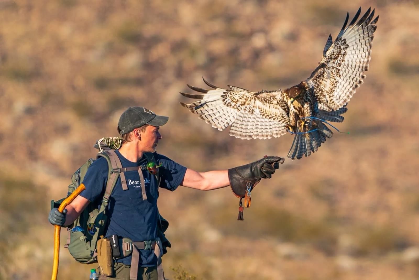 The founder in the desert, a red-tailed hawk coming in to the glove with her wings spread.