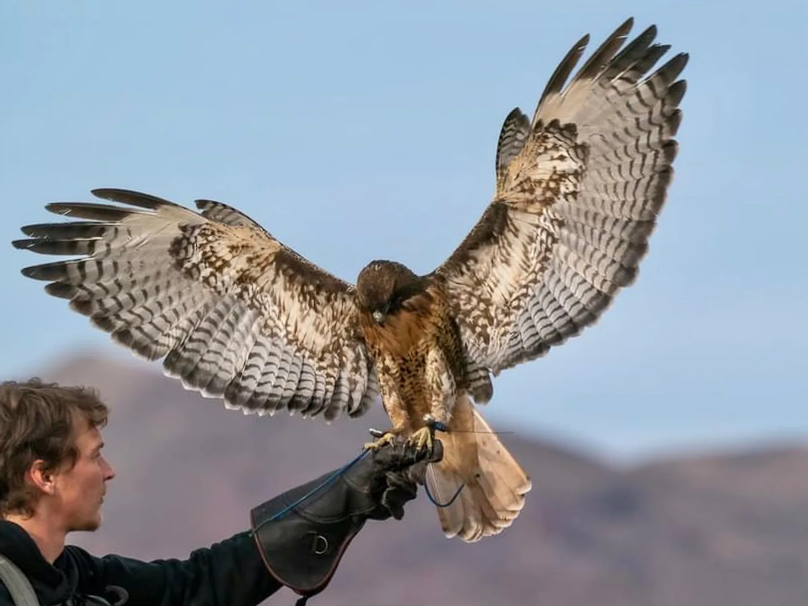 A red-tailed hawk landing on the falconer's glove, wings fully spread, high desert ridgeline behind her.